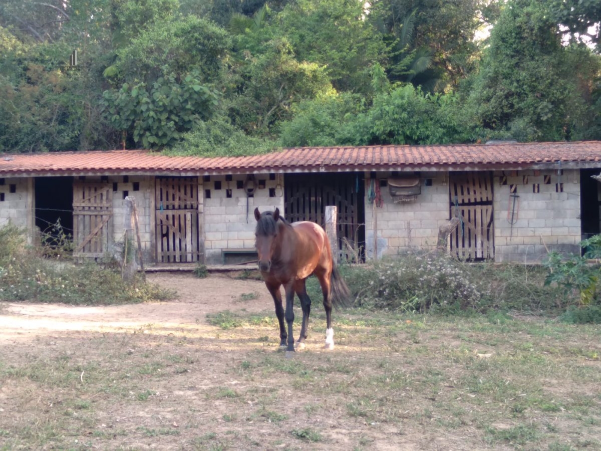 Fazenda à venda com 4 quartos, 8300m² - Foto 4