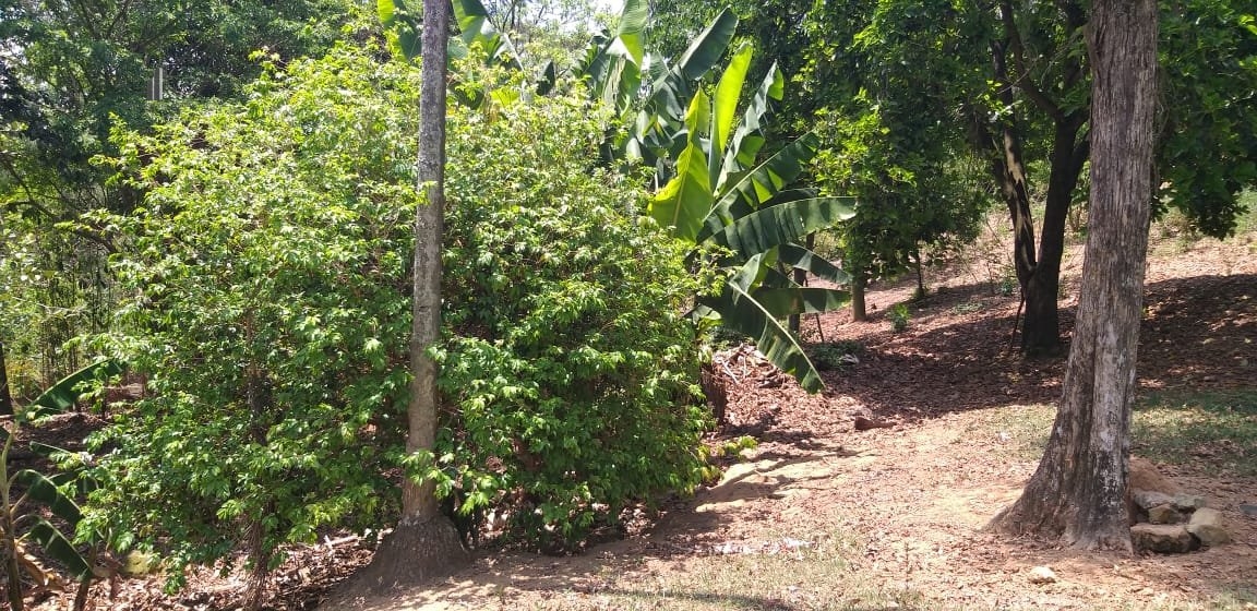 Fazenda à venda com 4 quartos, 650m² - Foto 8