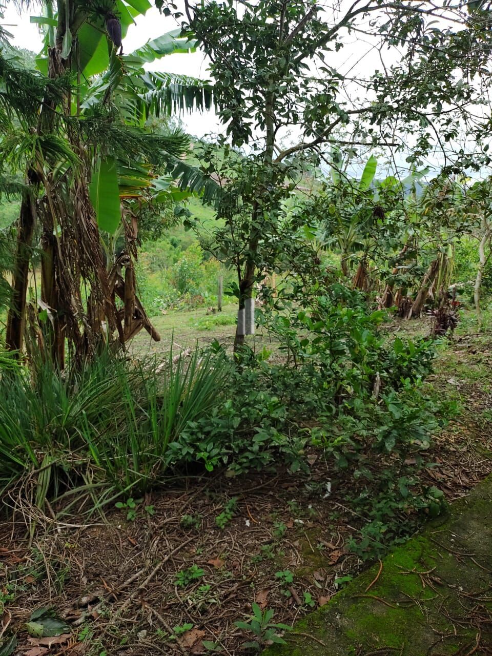 Fazenda à venda com 2 quartos, 338800m² - Foto 32