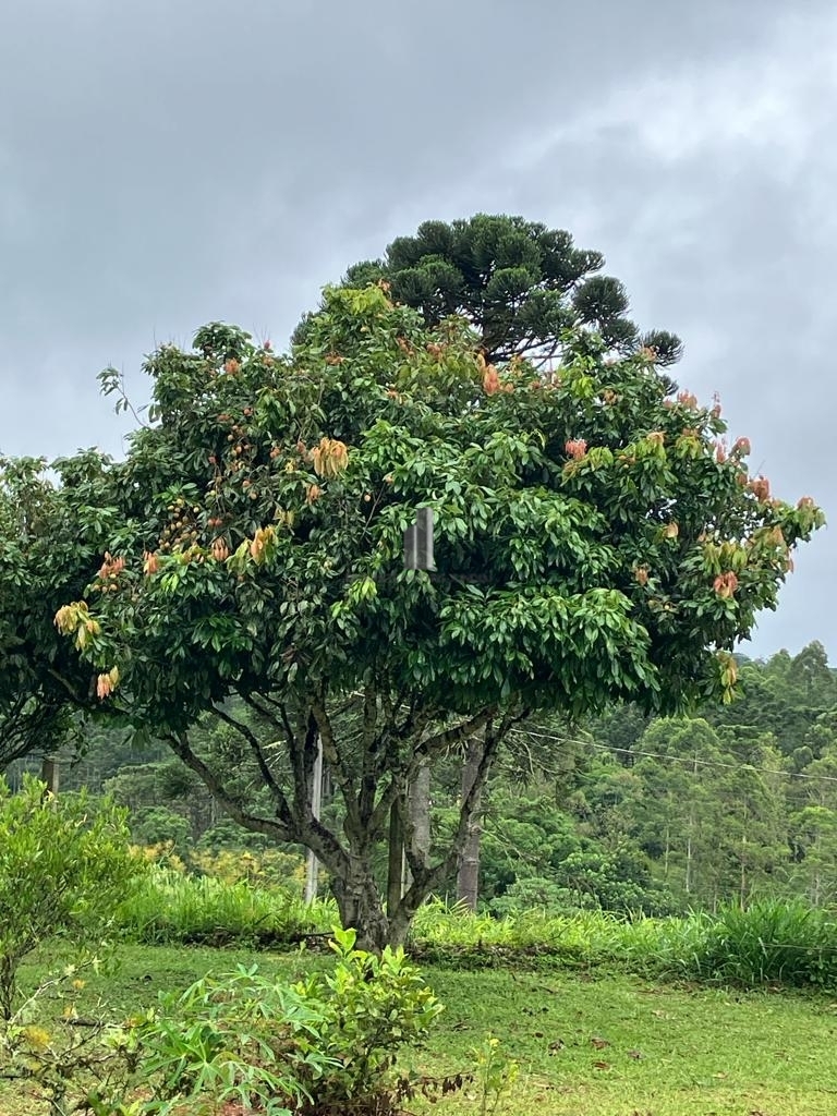 Fazenda à venda com 4 quartos, 55000m² - Foto 9