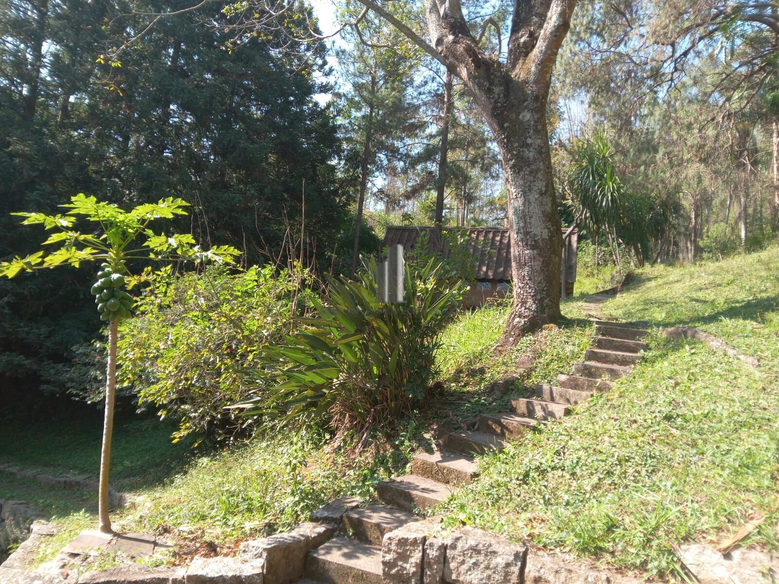 Sítio, 3 quartos, 10 hectares - Foto 14