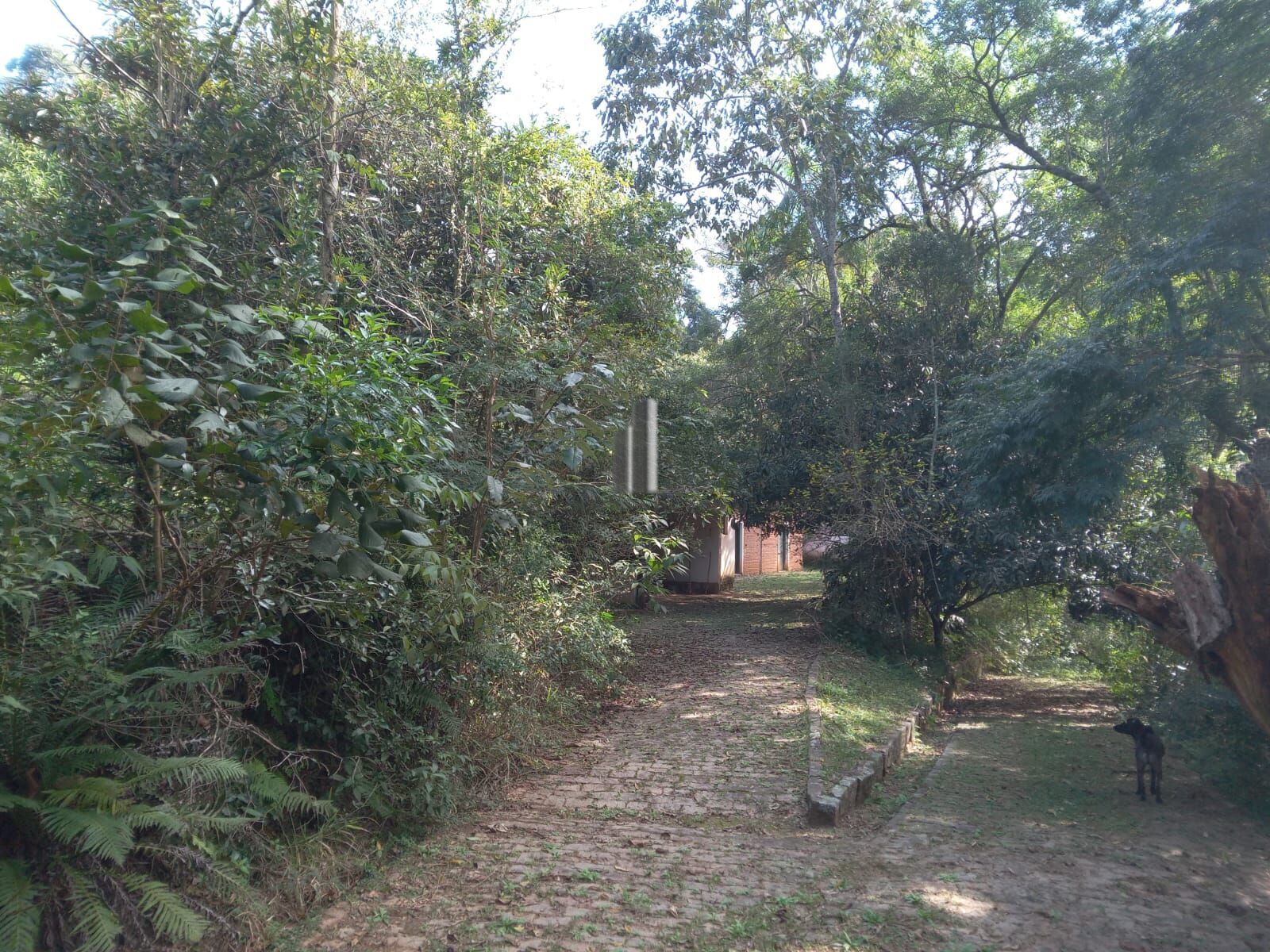 Sítio, 3 quartos, 10 hectares - Foto 30