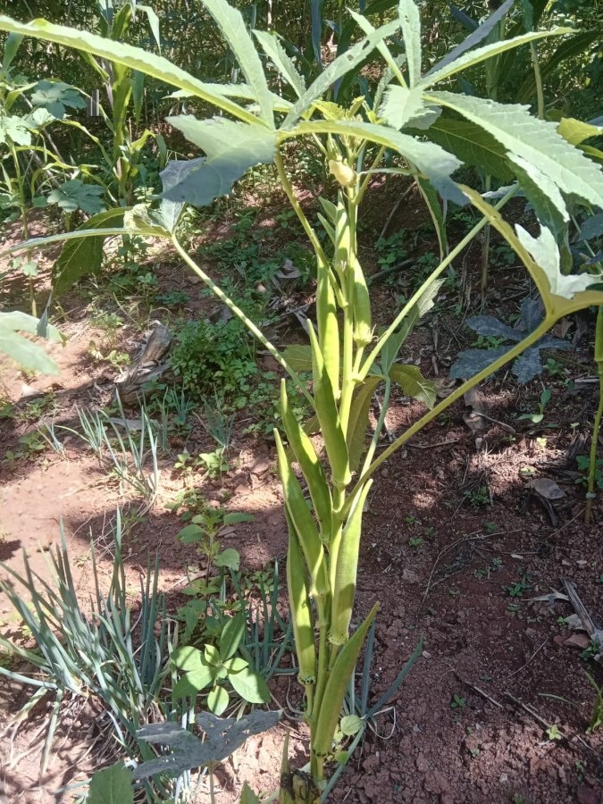 Terreno à venda - Foto 6