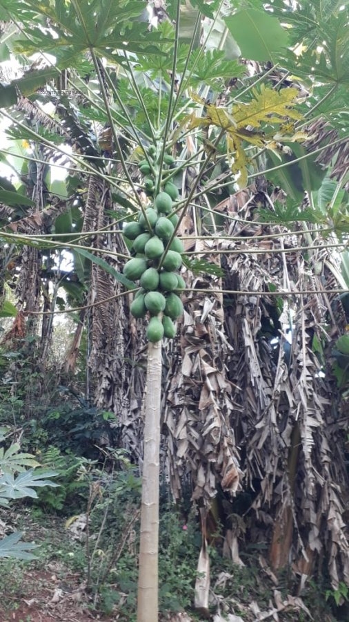 Terreno à venda - Foto 16