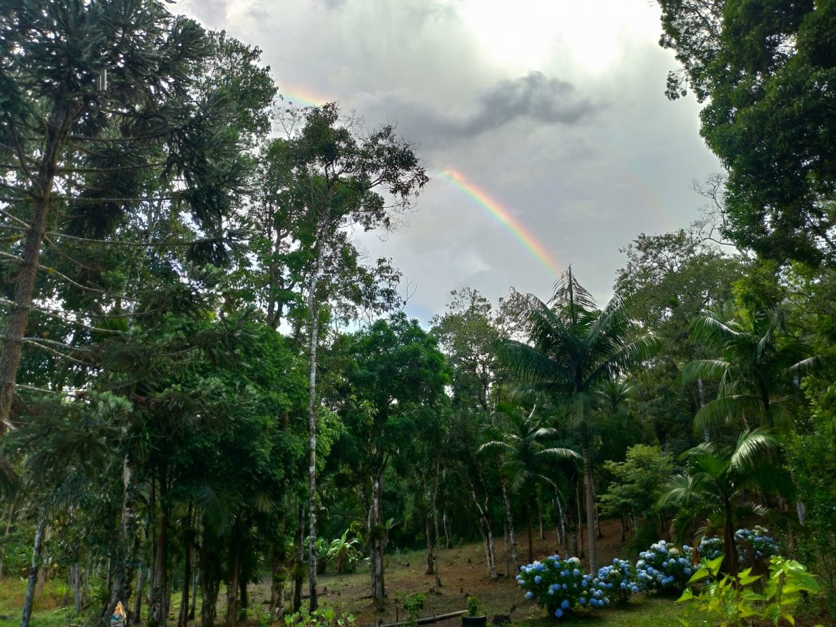 Fazenda à venda com 1 quarto, 40000m² - Foto 14