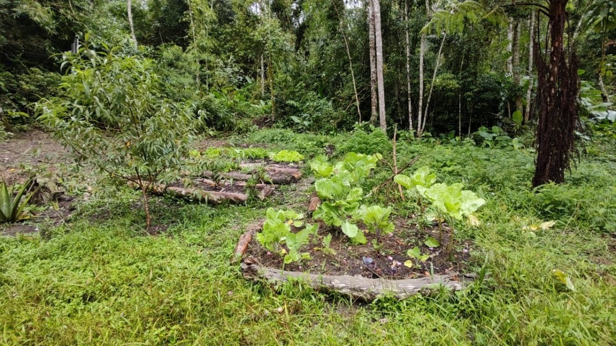 Fazenda à venda com 1 quarto, 40000m² - Foto 8