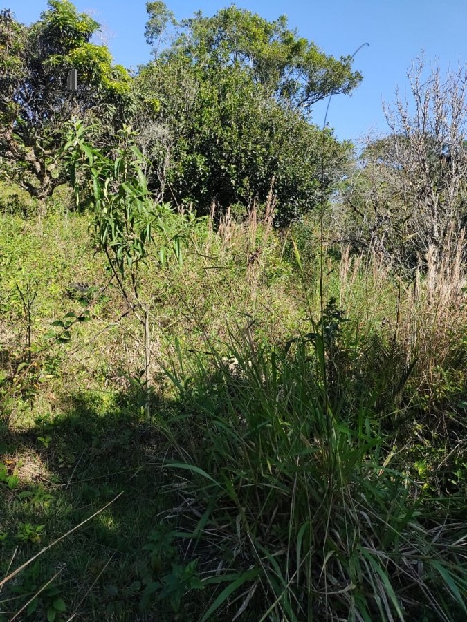 Fazenda à venda com 2 quartos, 15000m² - Foto 14