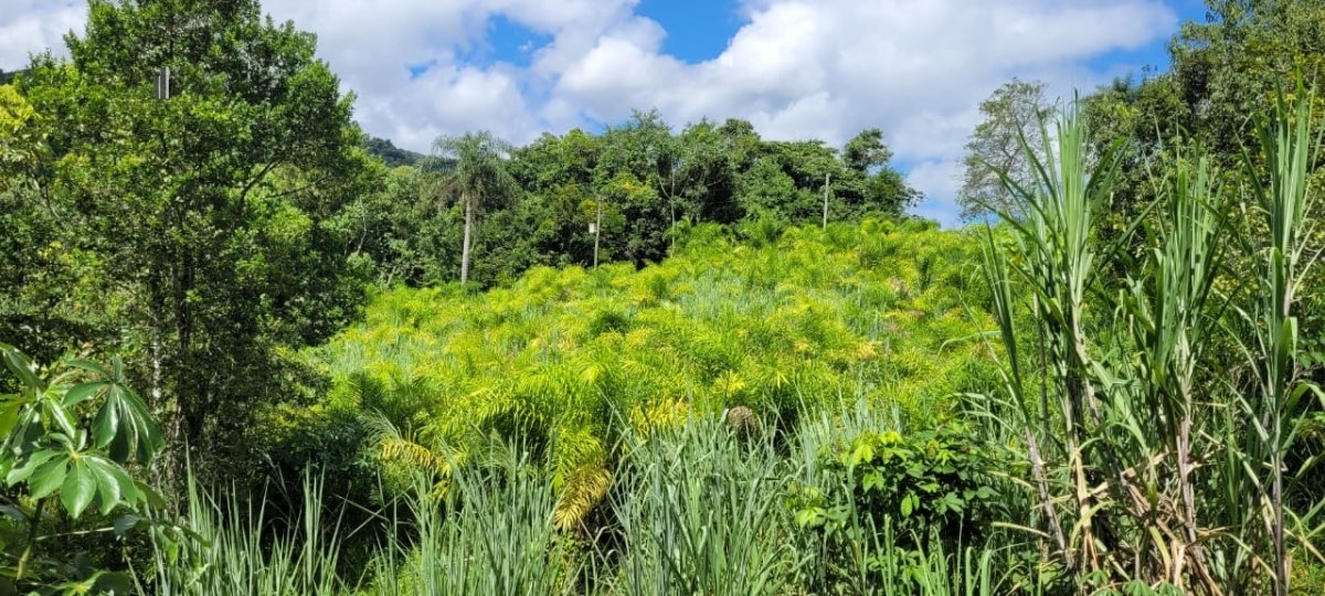 Fazenda à venda, 120000m² - Foto 8