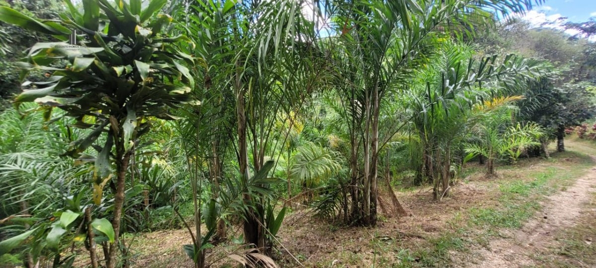 Fazenda à venda, 120000m² - Foto 7