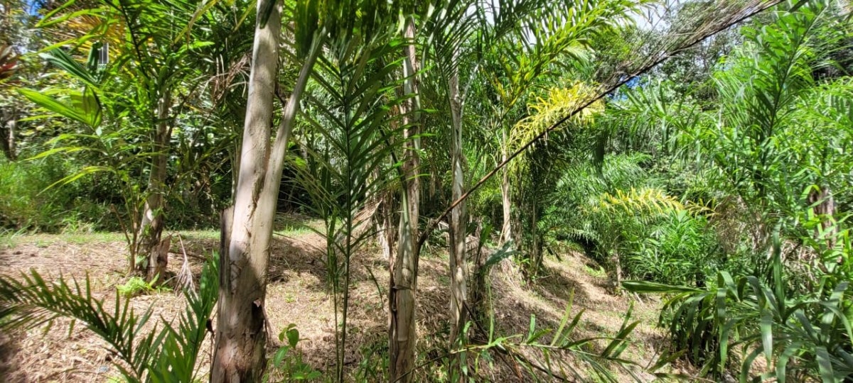 Fazenda à venda, 120000m² - Foto 14