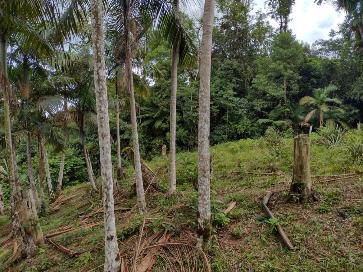 Fazenda à venda com 3 quartos, 14000m² - Foto 17