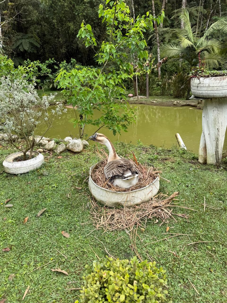 Sítio, 2 quartos, 6176 m² - Foto 47