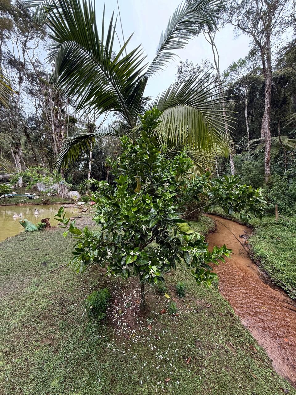 Sítio, 2 quartos, 6176 m² - Foto 46