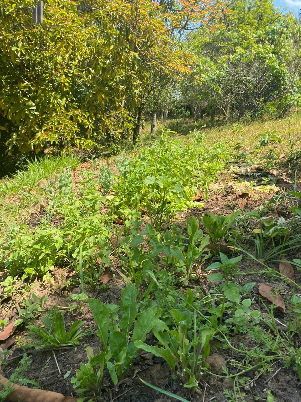 Fazenda à venda com 2 quartos, 15132m² - Foto 21