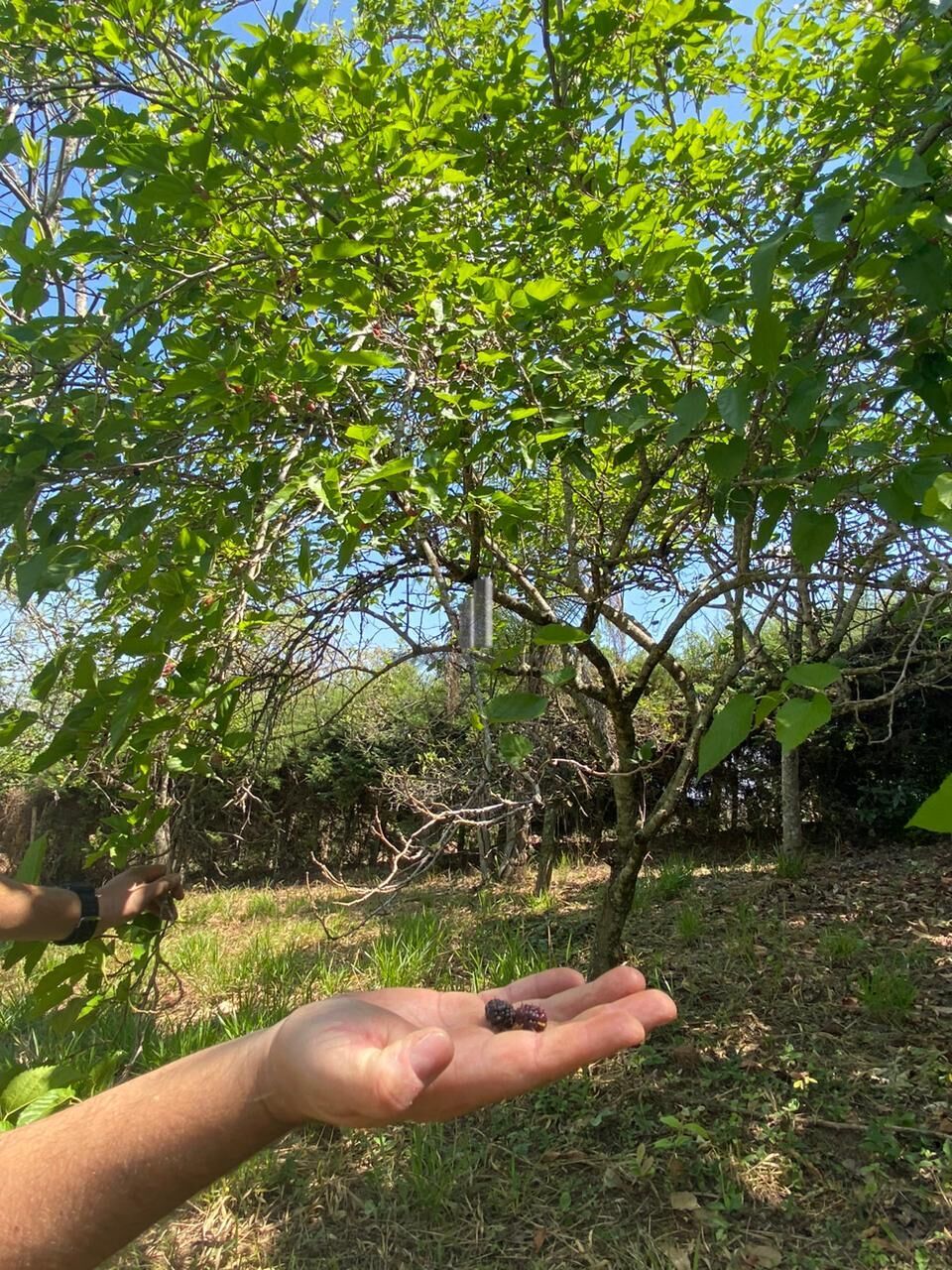 Fazenda à venda com 2 quartos, 15132m² - Foto 28