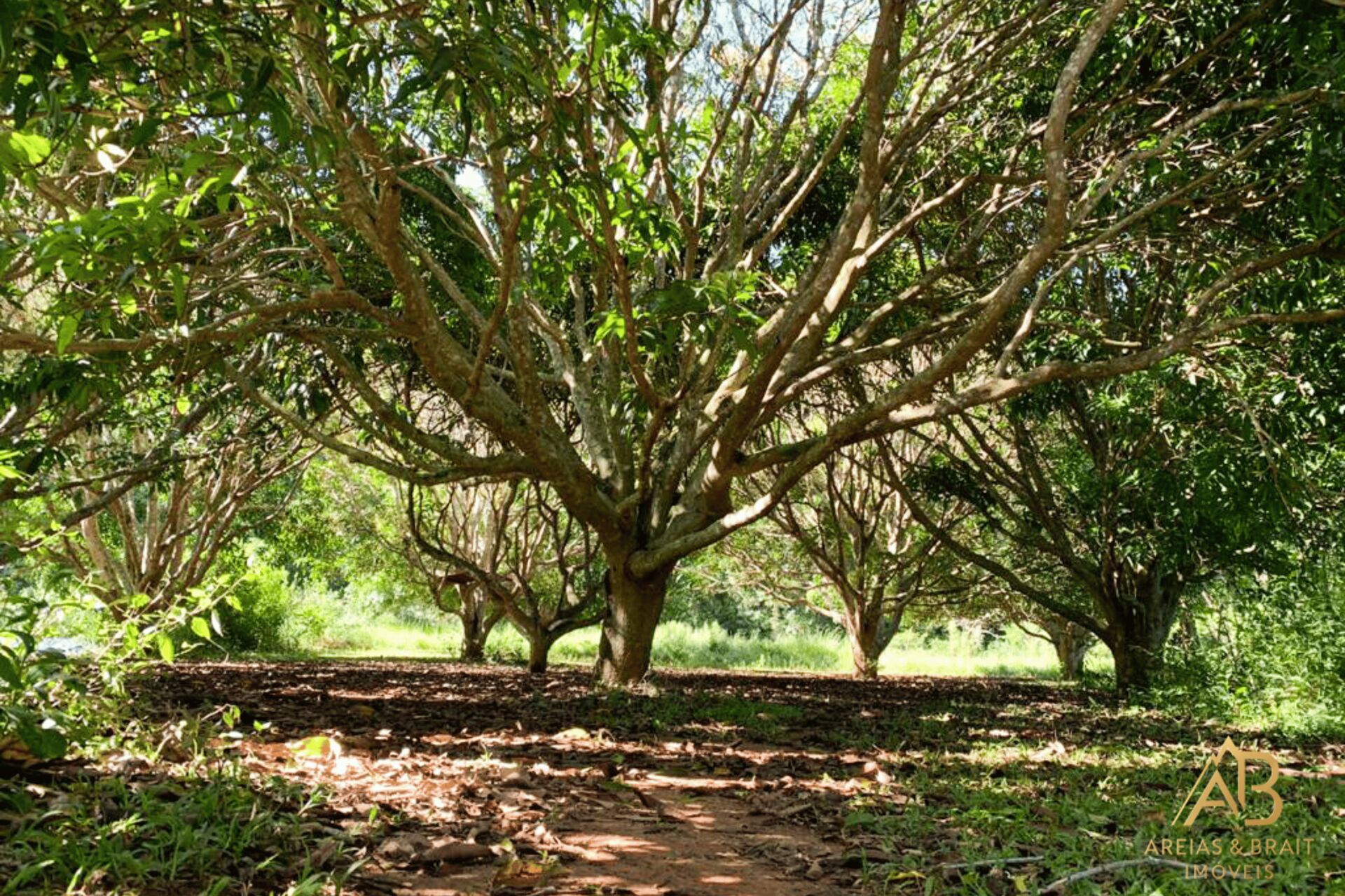 Terreno, 2 hectares - Foto 18