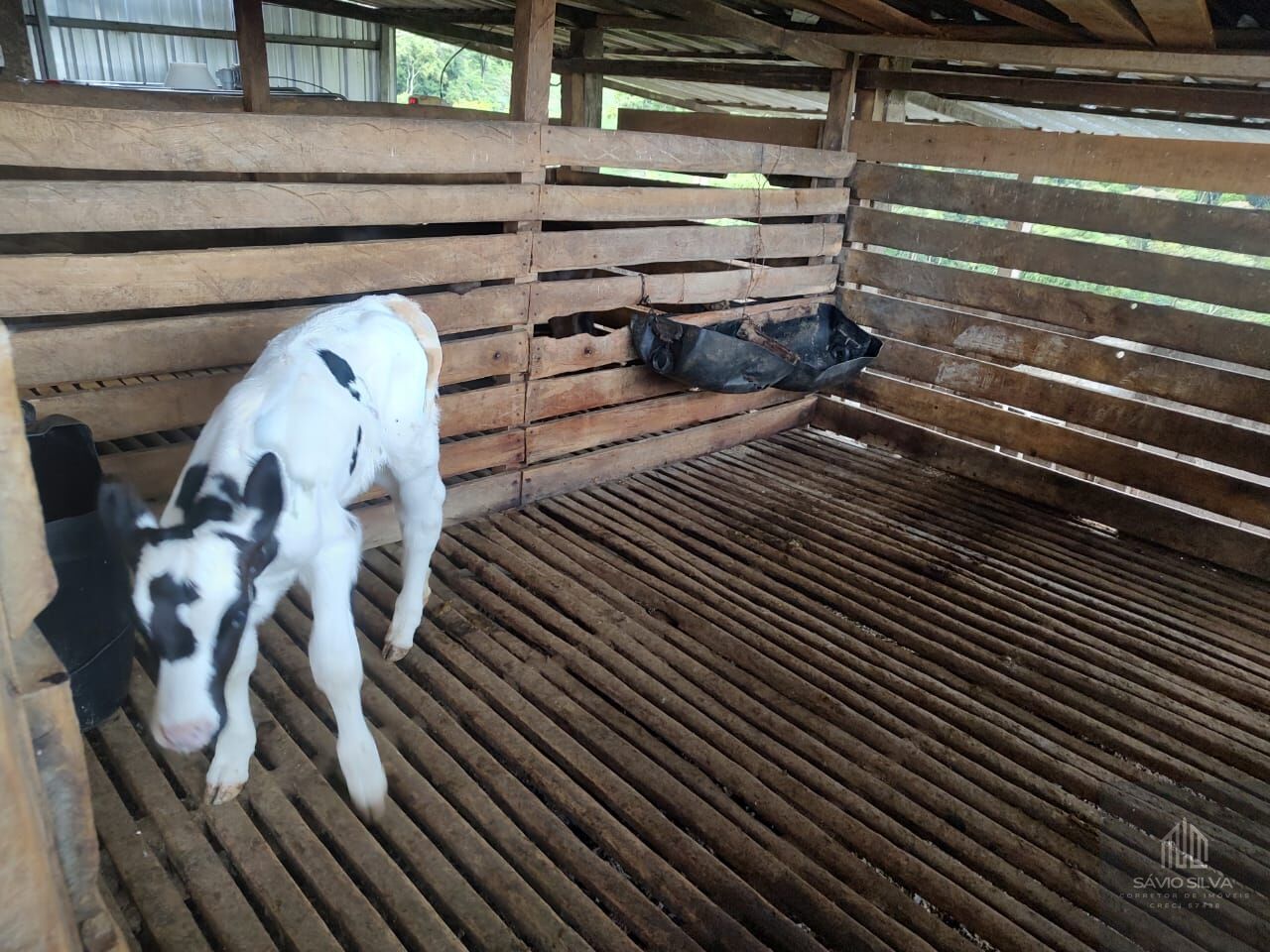 Fazenda à venda com 3 quartos, 193600m² - Foto 5