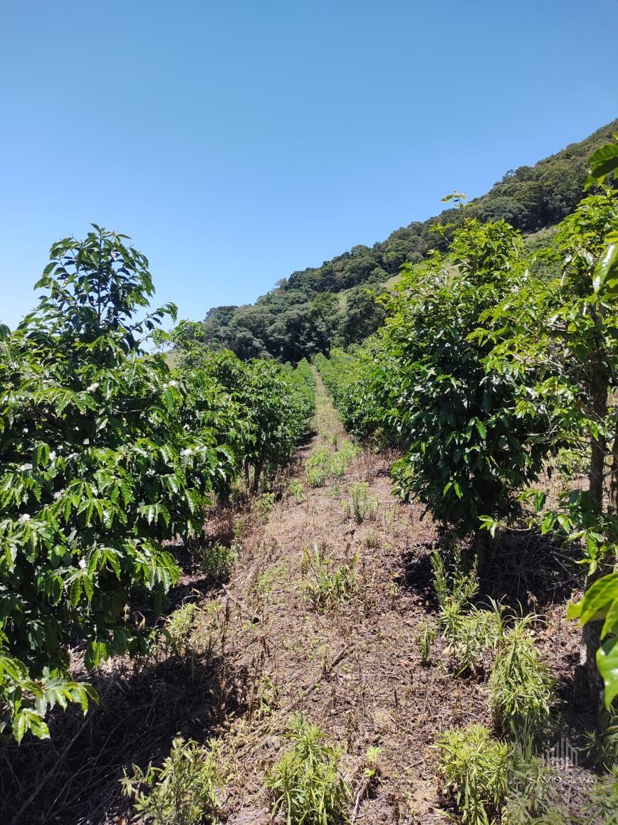 Fazenda à venda com 3 quartos, 532400m² - Foto 11