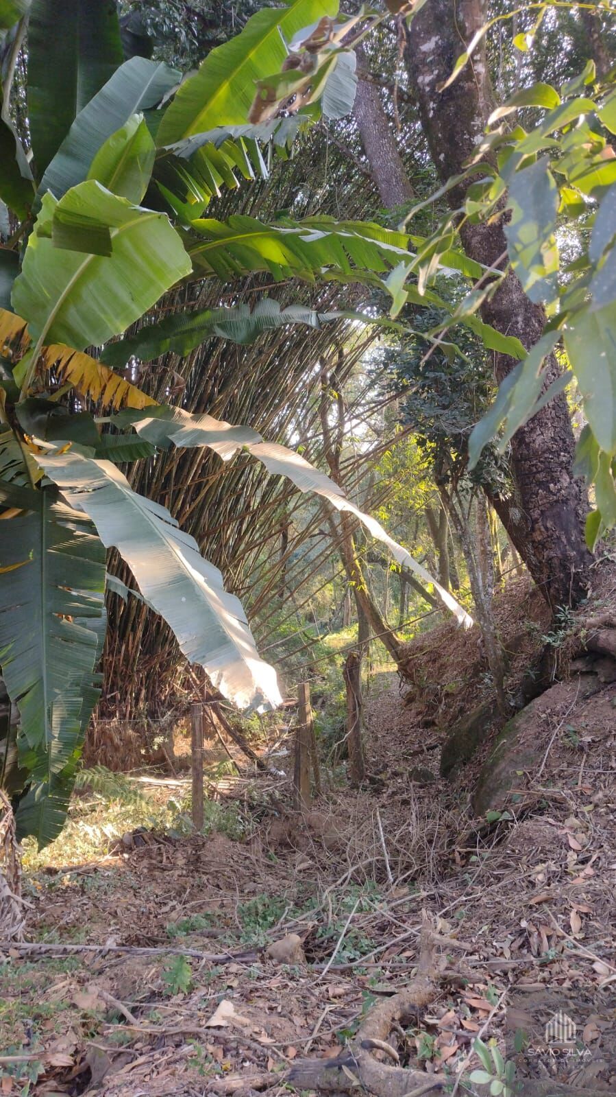 Fazenda à venda com 2 quartos, 1200m² - Foto 21