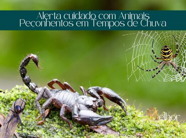 Alerta cuidado com Animais Peçonhentos em Tempos de Chuva