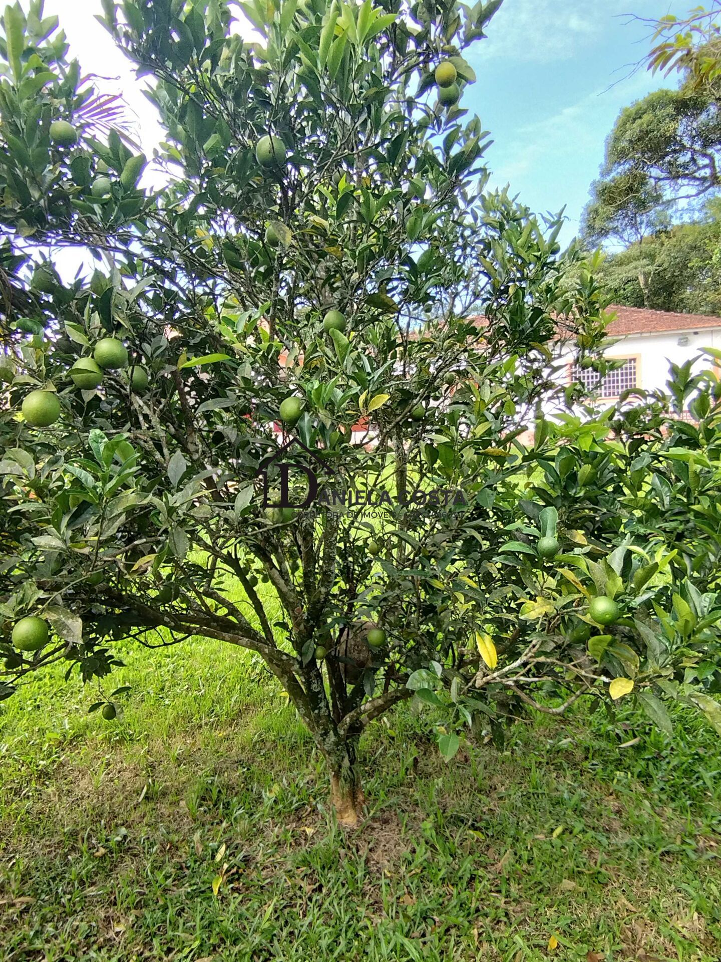 Fazenda à venda com 3 quartos, 900m² - Foto 36