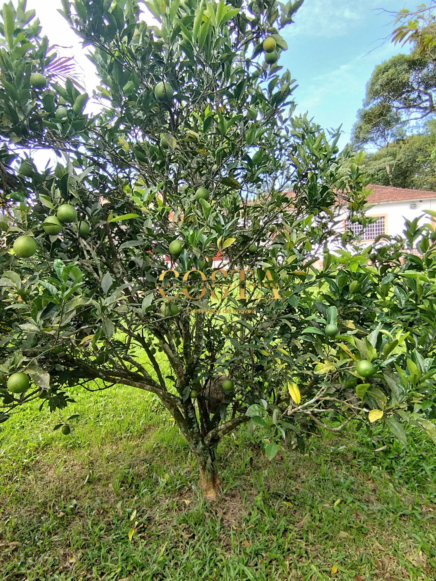 Fazenda à venda com 3 quartos, 900m² - Foto 36