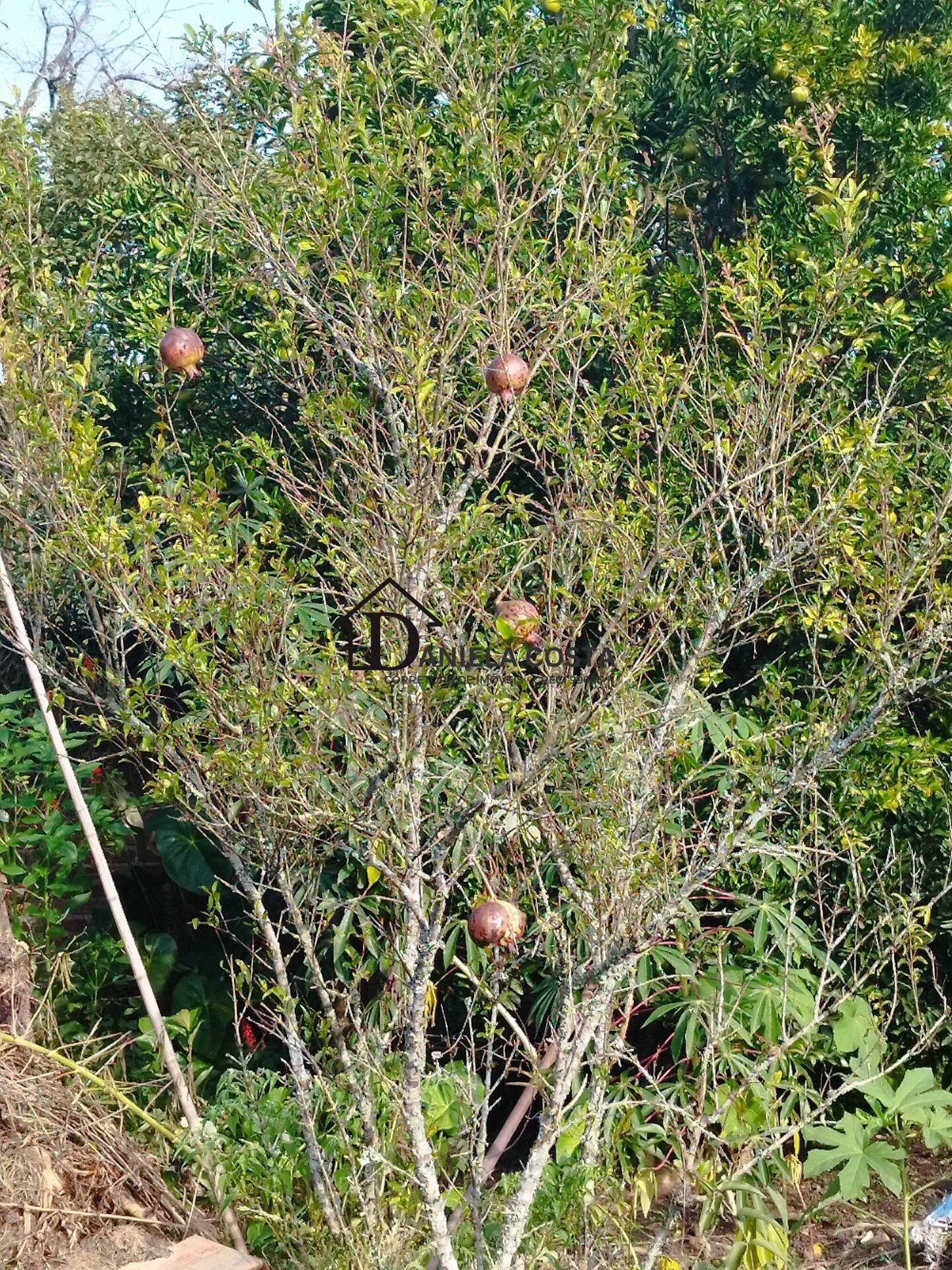 Fazenda à venda com 3 quartos, 900m² - Foto 35