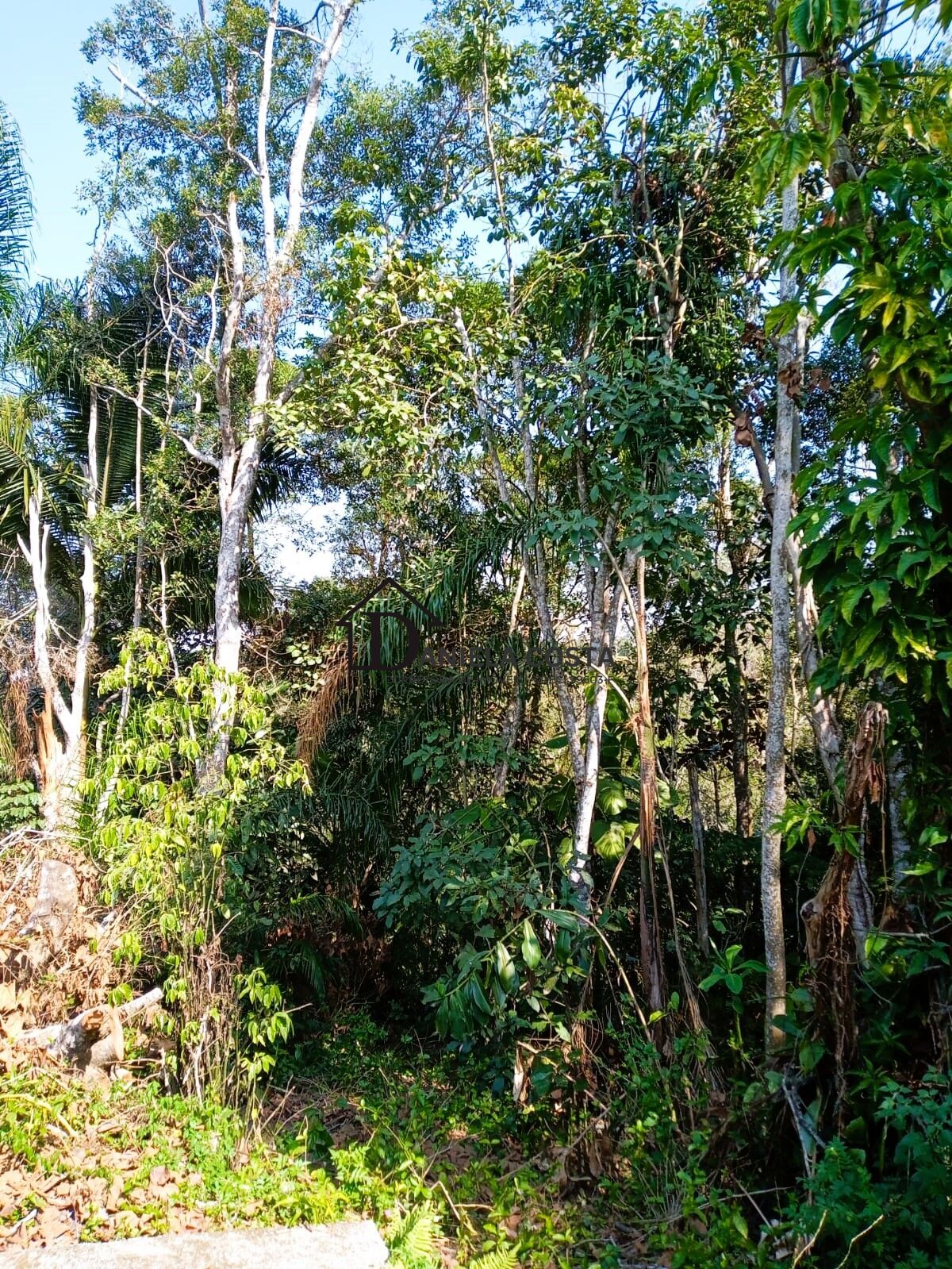 Fazenda à venda com 3 quartos, 2141m² - Foto 17