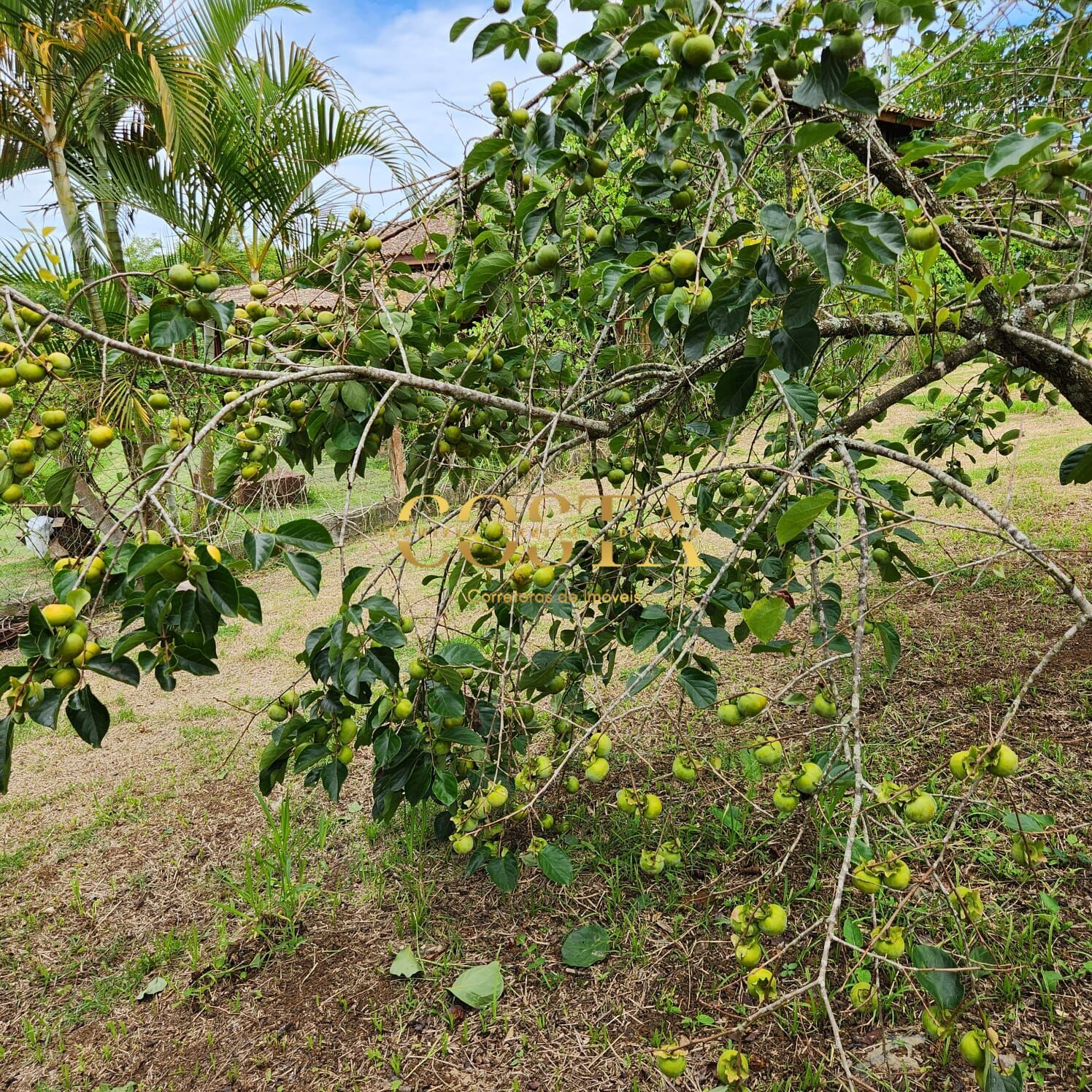 Fazenda à venda com 3 quartos, 5425m² - Foto 31