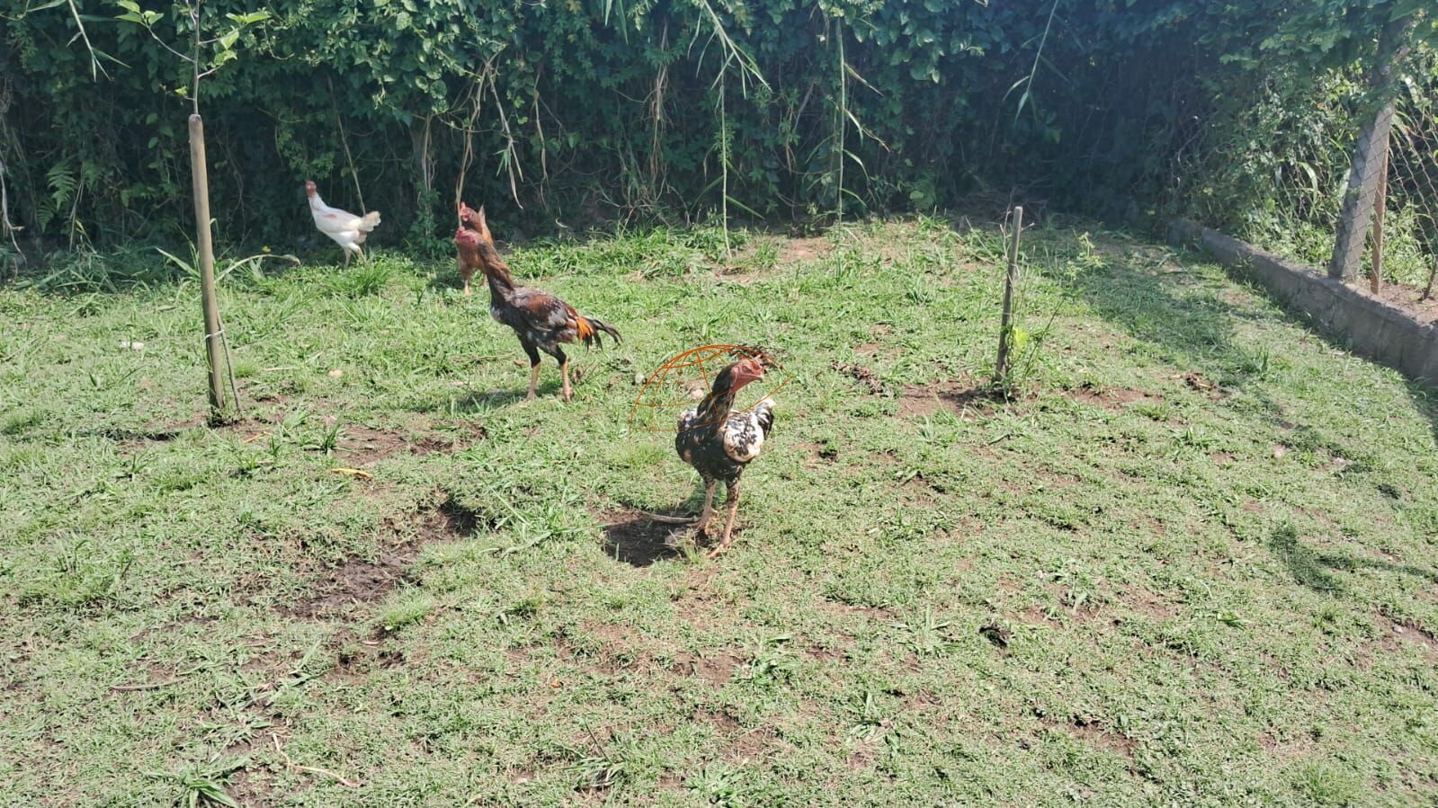 Chácara, 2 quartos, 1390 m² - Foto 16