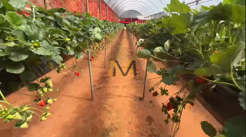 Chácara, 3 quartos, 2 hectares - Foto 30