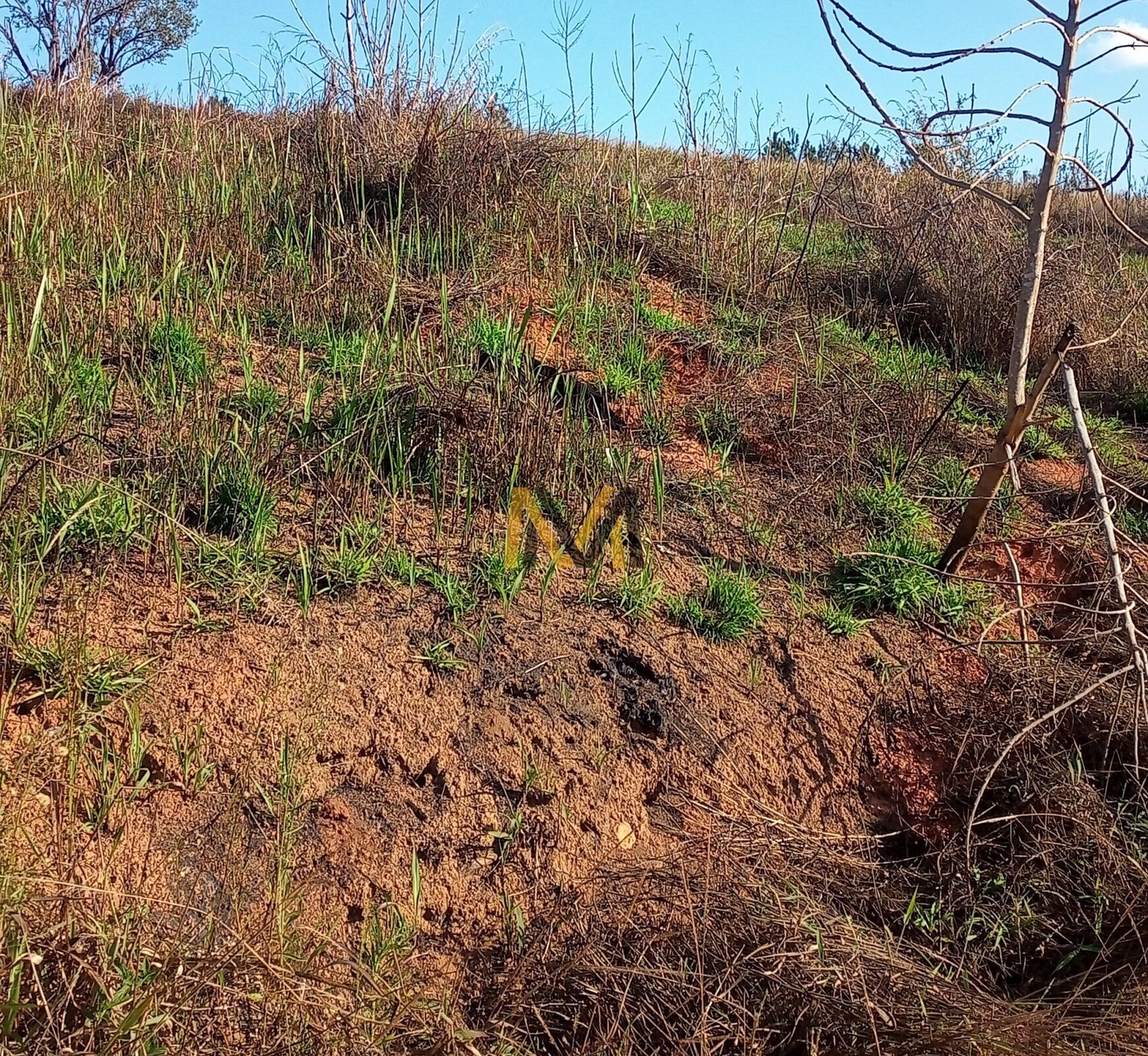 Terreno à venda, 7000m² - Foto 5