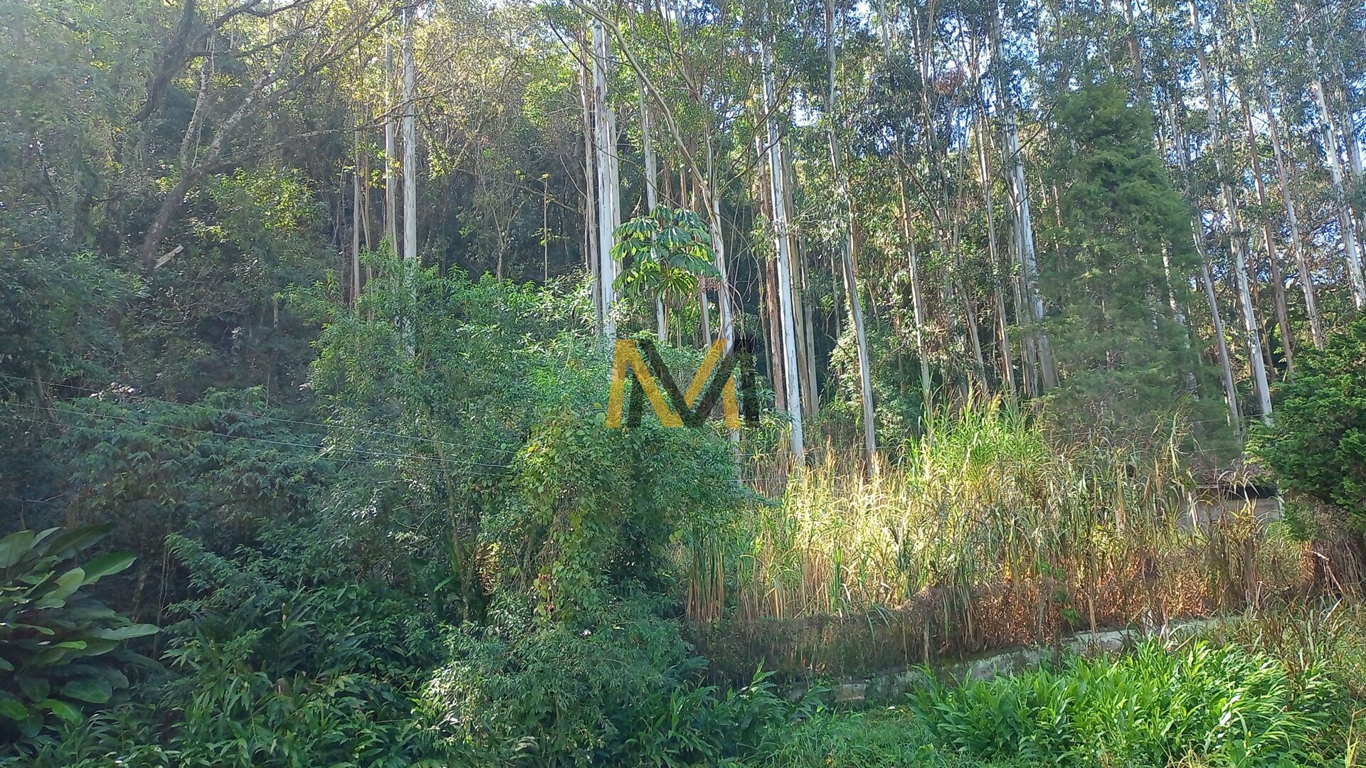 Fazenda à venda com 4 quartos, 24200m² - Foto 35