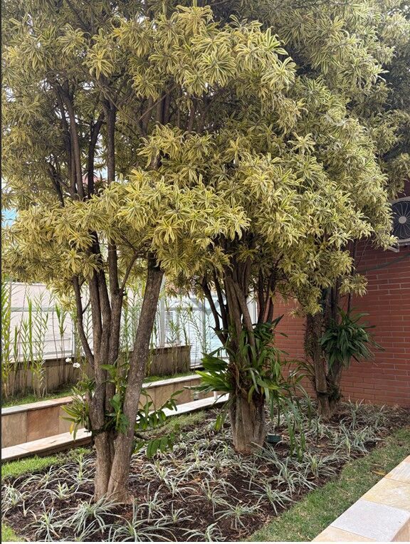 Apartamento, 4 quartos, 221 m² - Foto 34