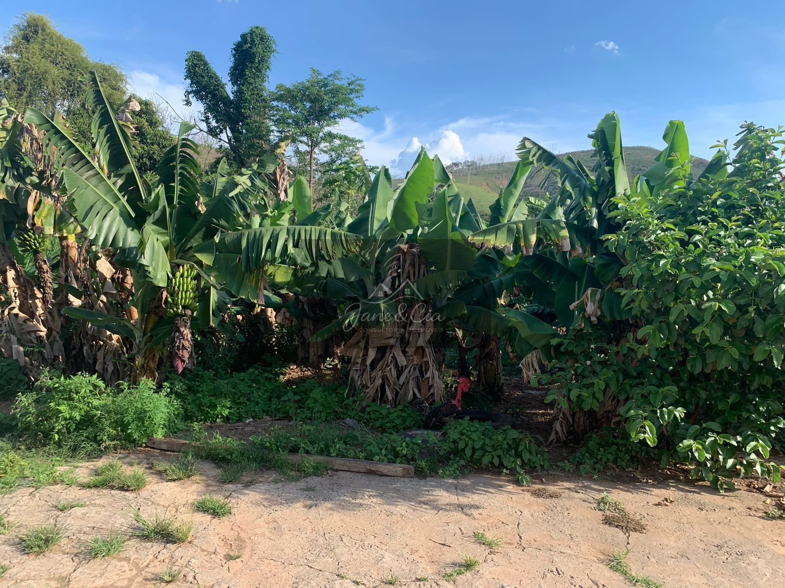 Sítio, 2 quartos, 11000 hectares - Foto 3