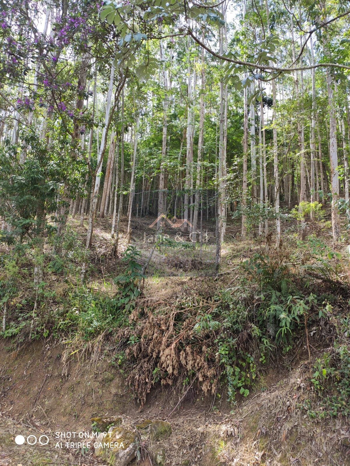 Sítio à venda com 3 quartos, 870000m² - Foto 4