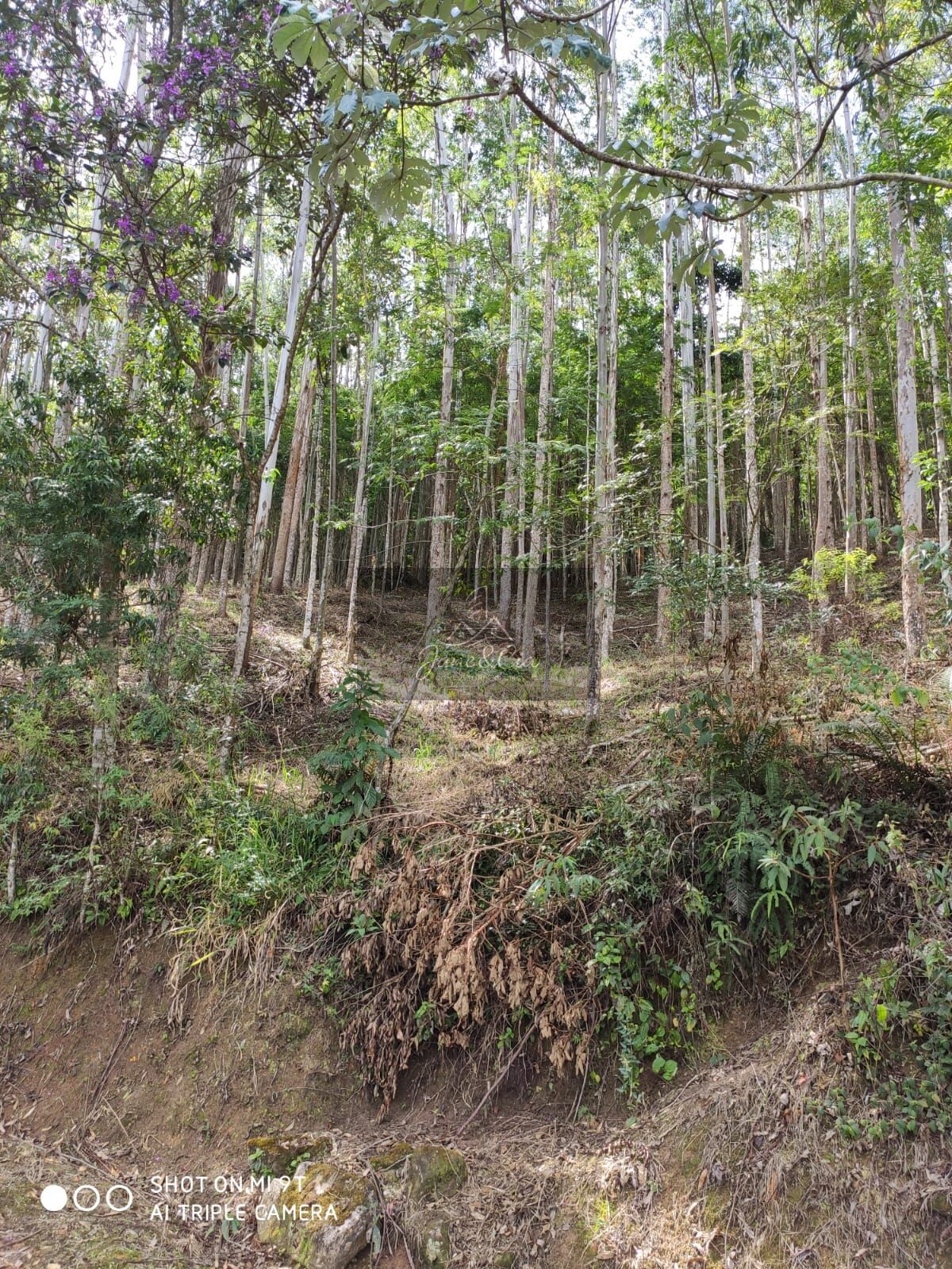 Sítio à venda com 3 quartos, 870000m² - Foto 4