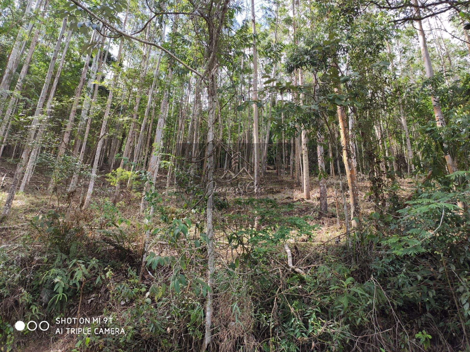 Sítio à venda com 3 quartos, 870000m² - Foto 6