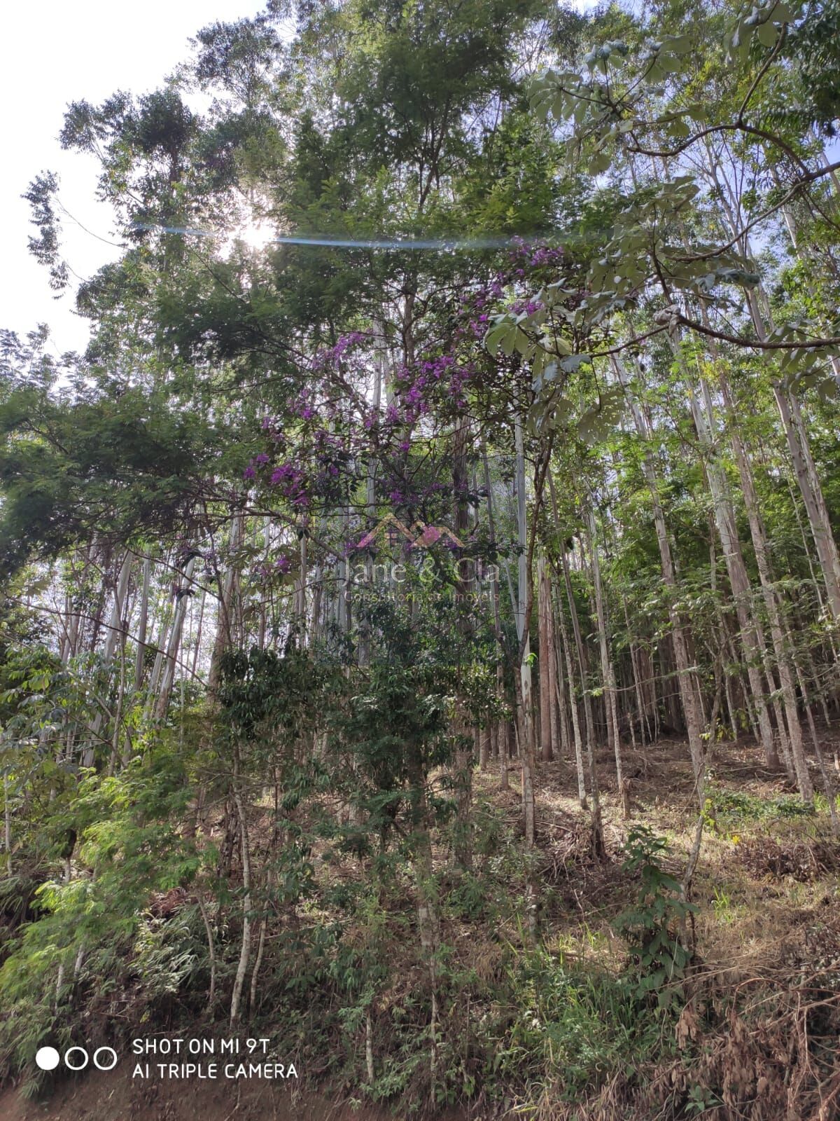 Sítio à venda com 3 quartos, 870000m² - Foto 12