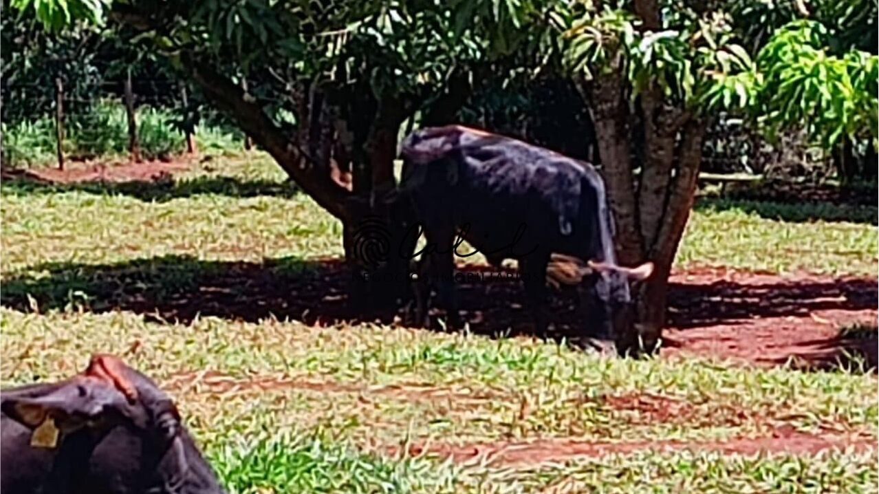 Sítio, 5 quartos, 4 hectares - Foto 19