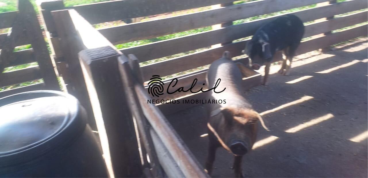 Sítio, 1 quarto, 6 hectares - Foto 4