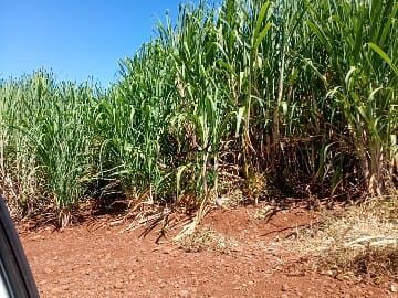 Fazenda-Sítio-Chácara, 956 hectares - Foto 9