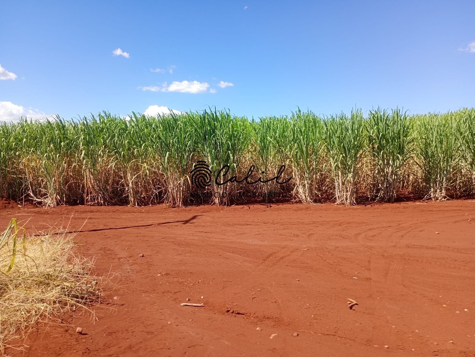 Fazenda-Sítio-Chácara, 956 hectares - Foto 10