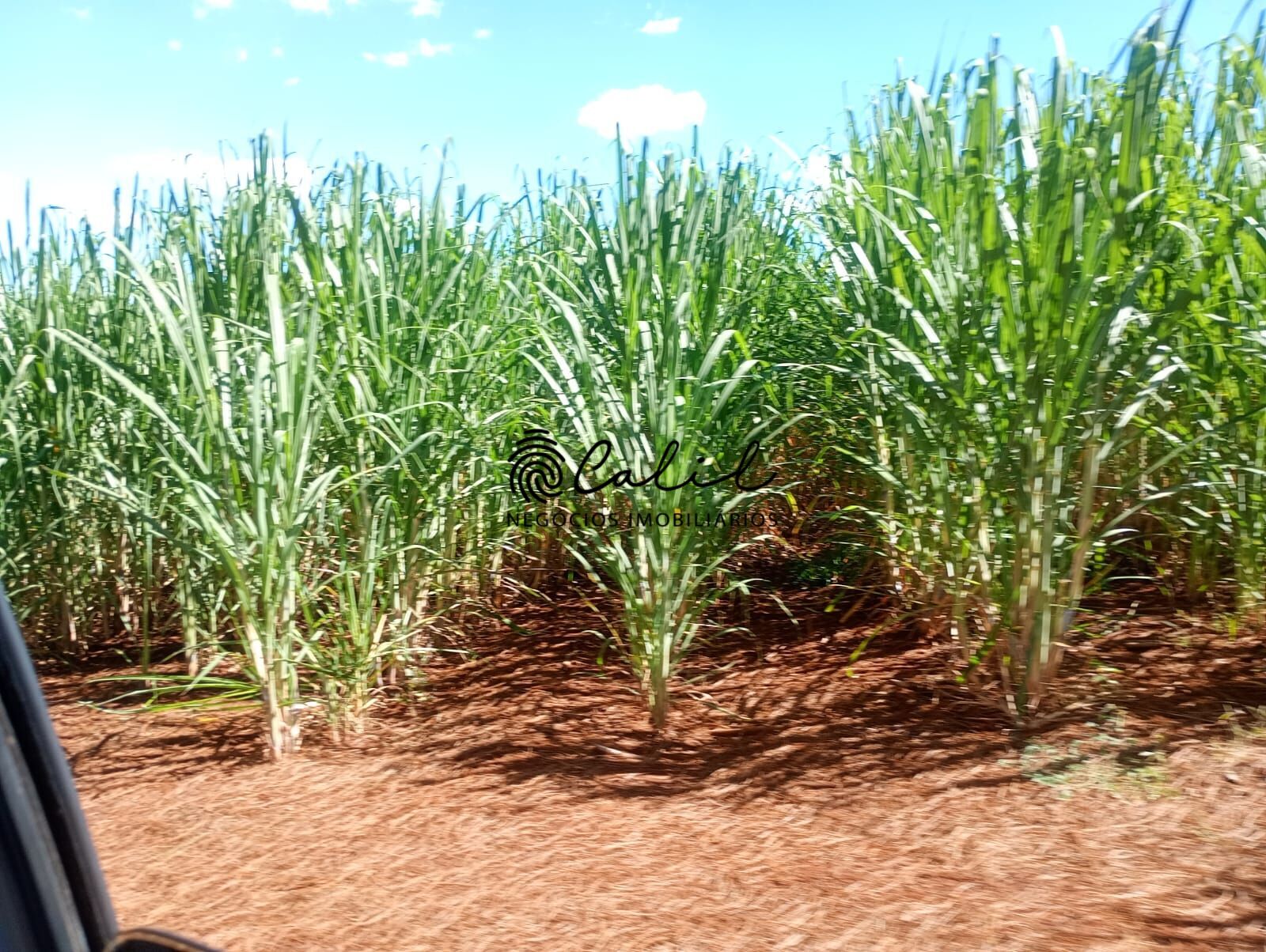 Fazenda-Sítio-Chácara, 956 hectares - Foto 12
