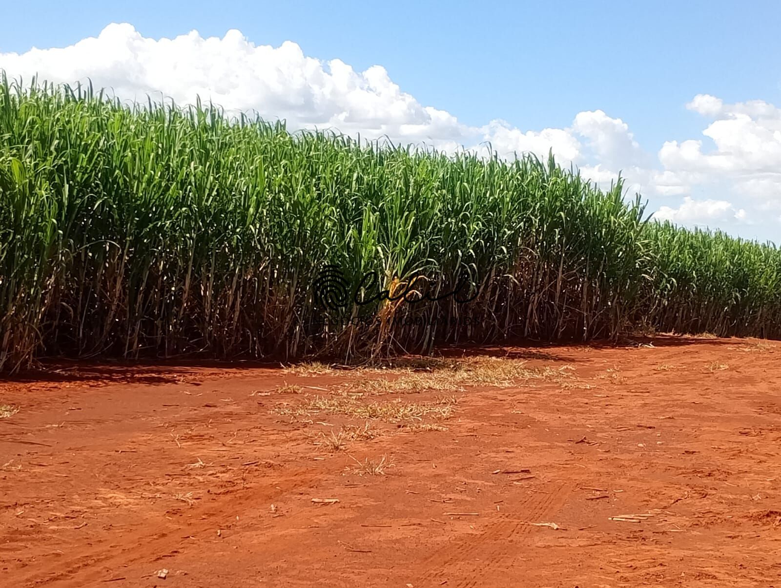Fazenda-Sítio-Chácara, 956 hectares - Foto 8