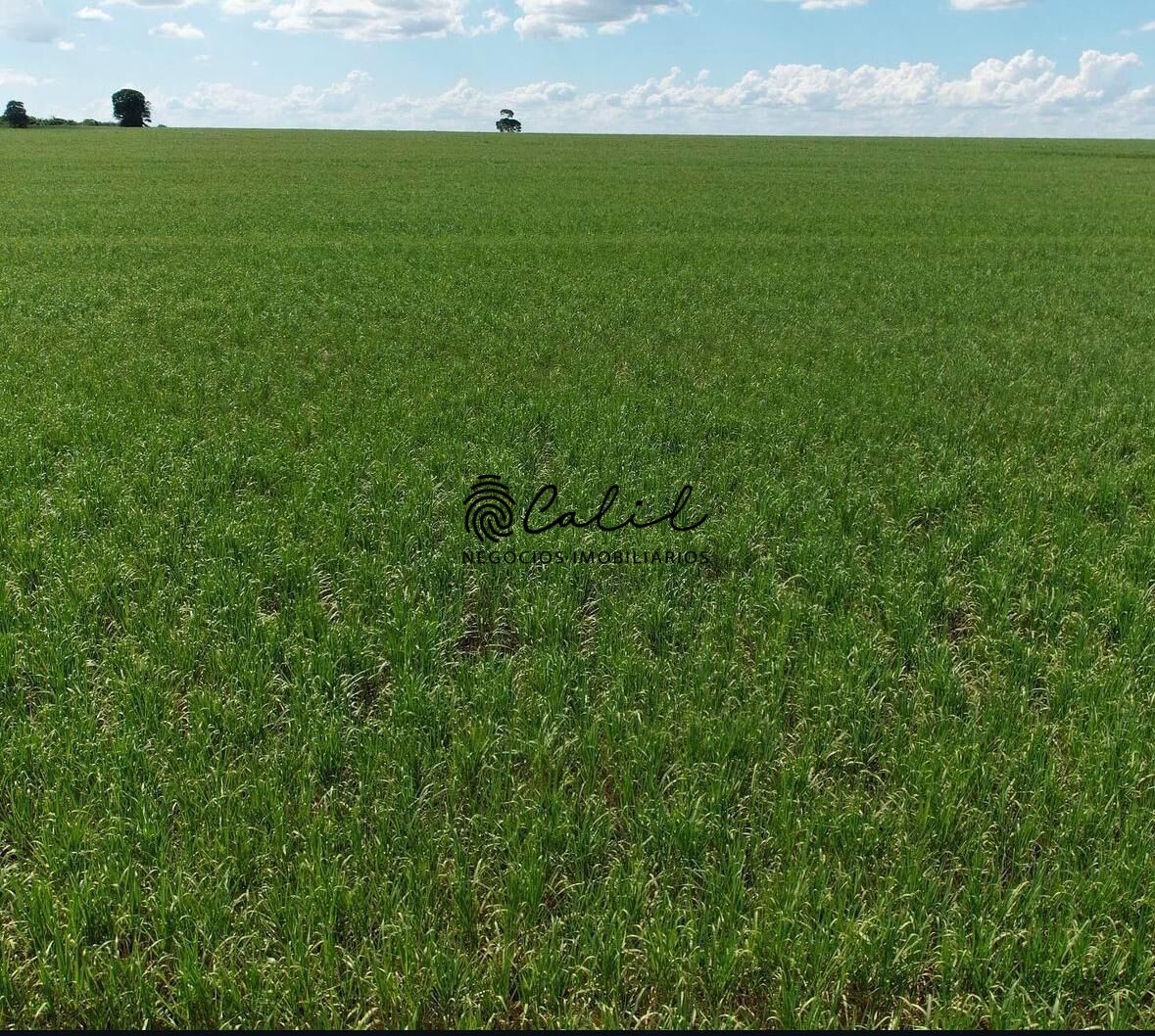 Fazenda-Sítio-Chácara, 956 hectares - Foto 4