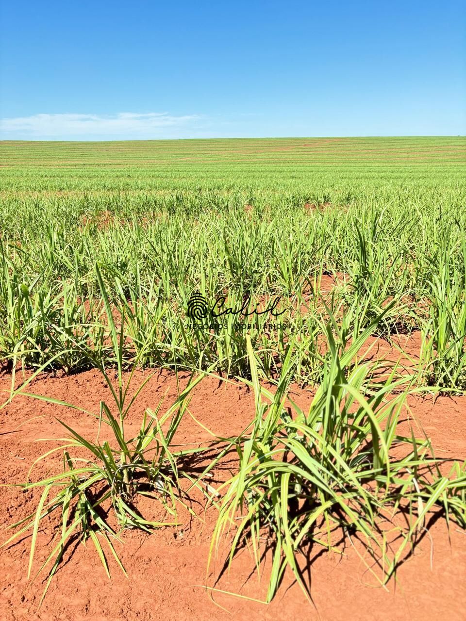 Fazenda-Sítio-Chácara, 956 hectares - Foto 3