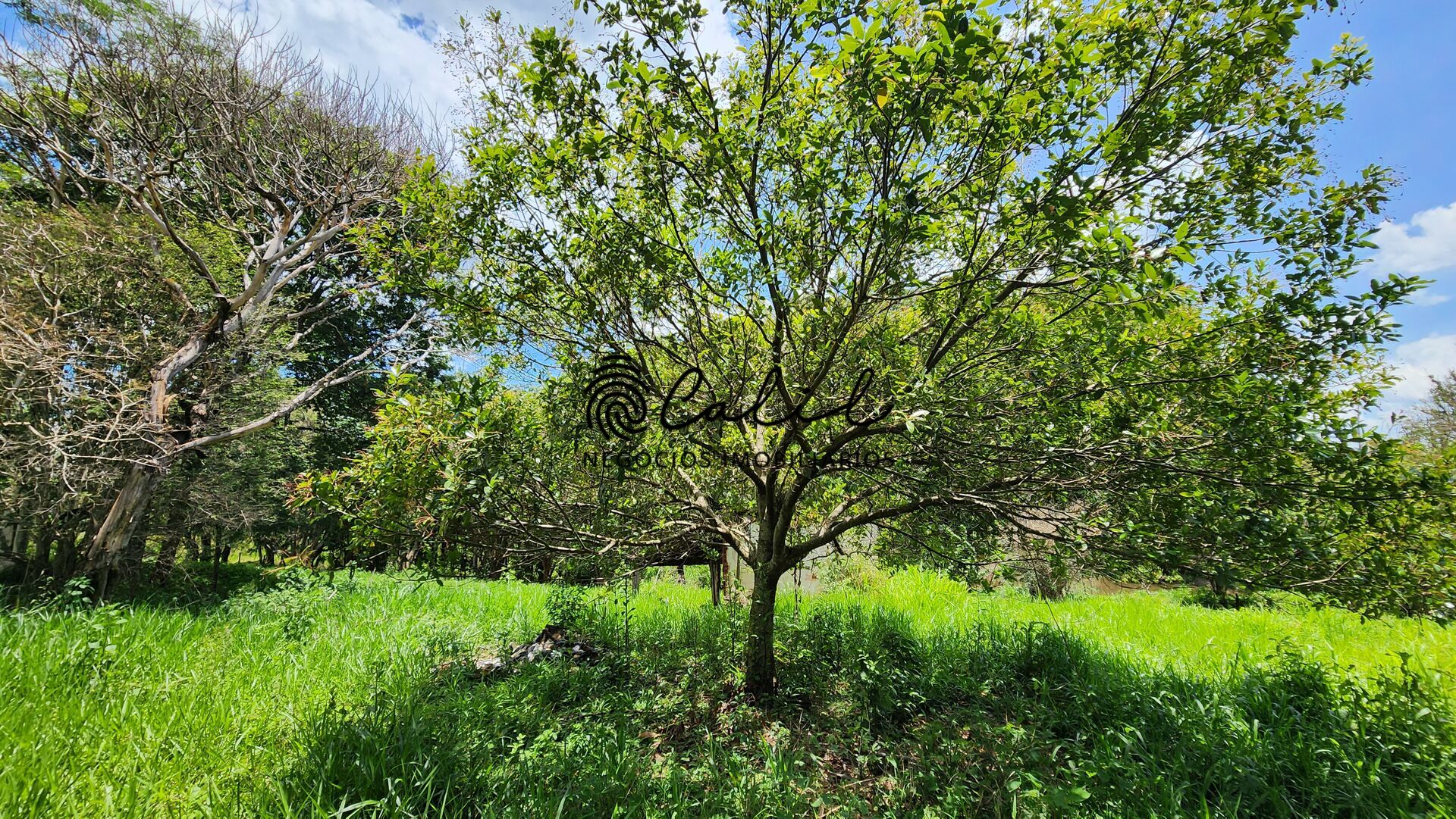 Fazenda, 76 hectares - Foto 29