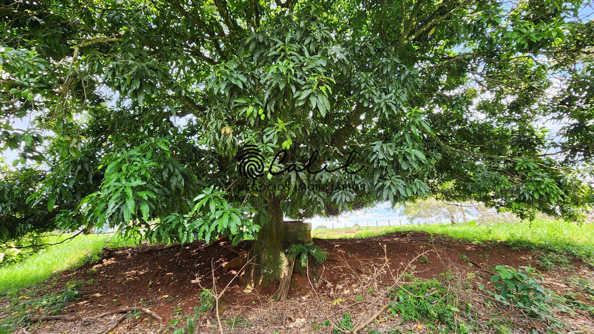 Fazenda, 76 hectares - Foto 28