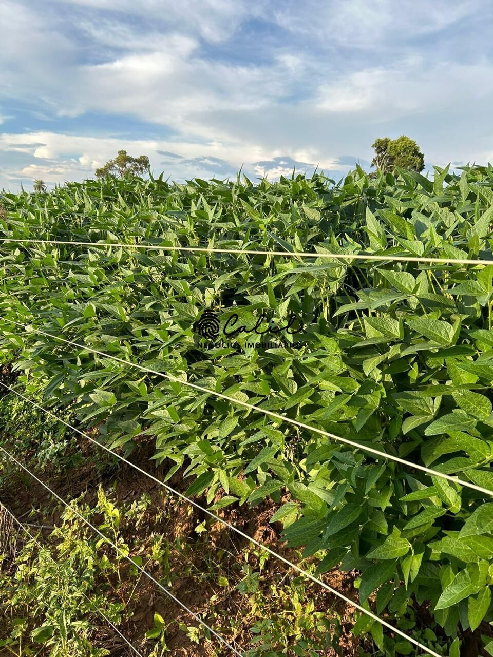 Fazenda à venda com 1 quarto, 2700000m² - Foto 27